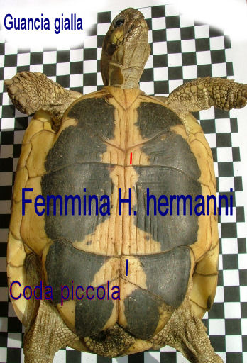 Testudo hermanni a Macchiagrande